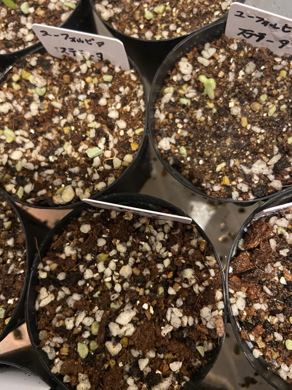 Euphorbia stellata (ユーフォルビア ステラータ 飛竜)