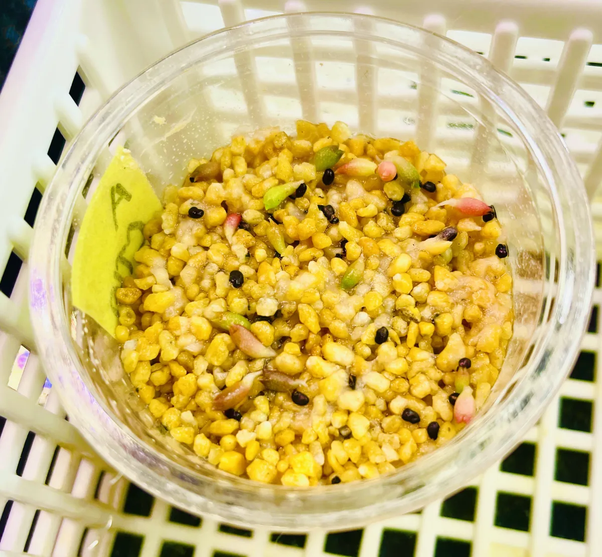 Philodendron selloum (フィロデンドロン セロウム)