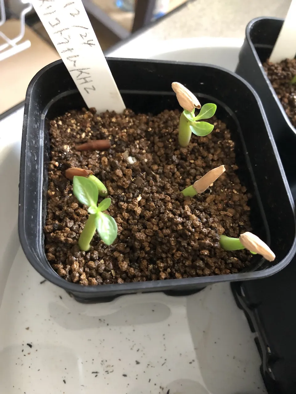 Adenium obesum thai (アデニウム タイ ソコトラナム)