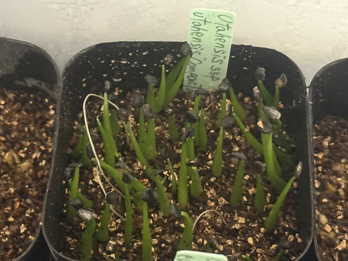 Agave utahensis ssp. utahensis 'Compacta' (アガベ ユタエンシスコンパクタ)