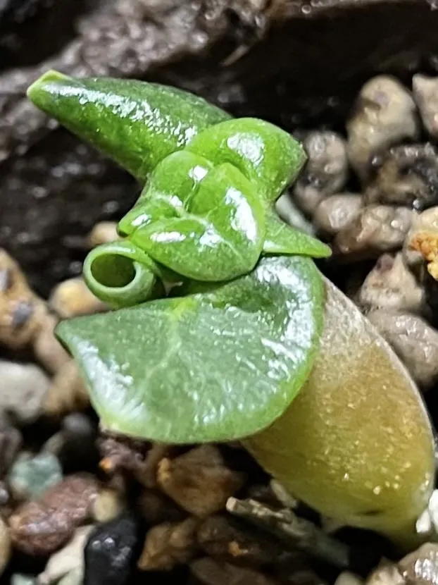 Adenium DHA PPL (アデニウム DHA PPL)