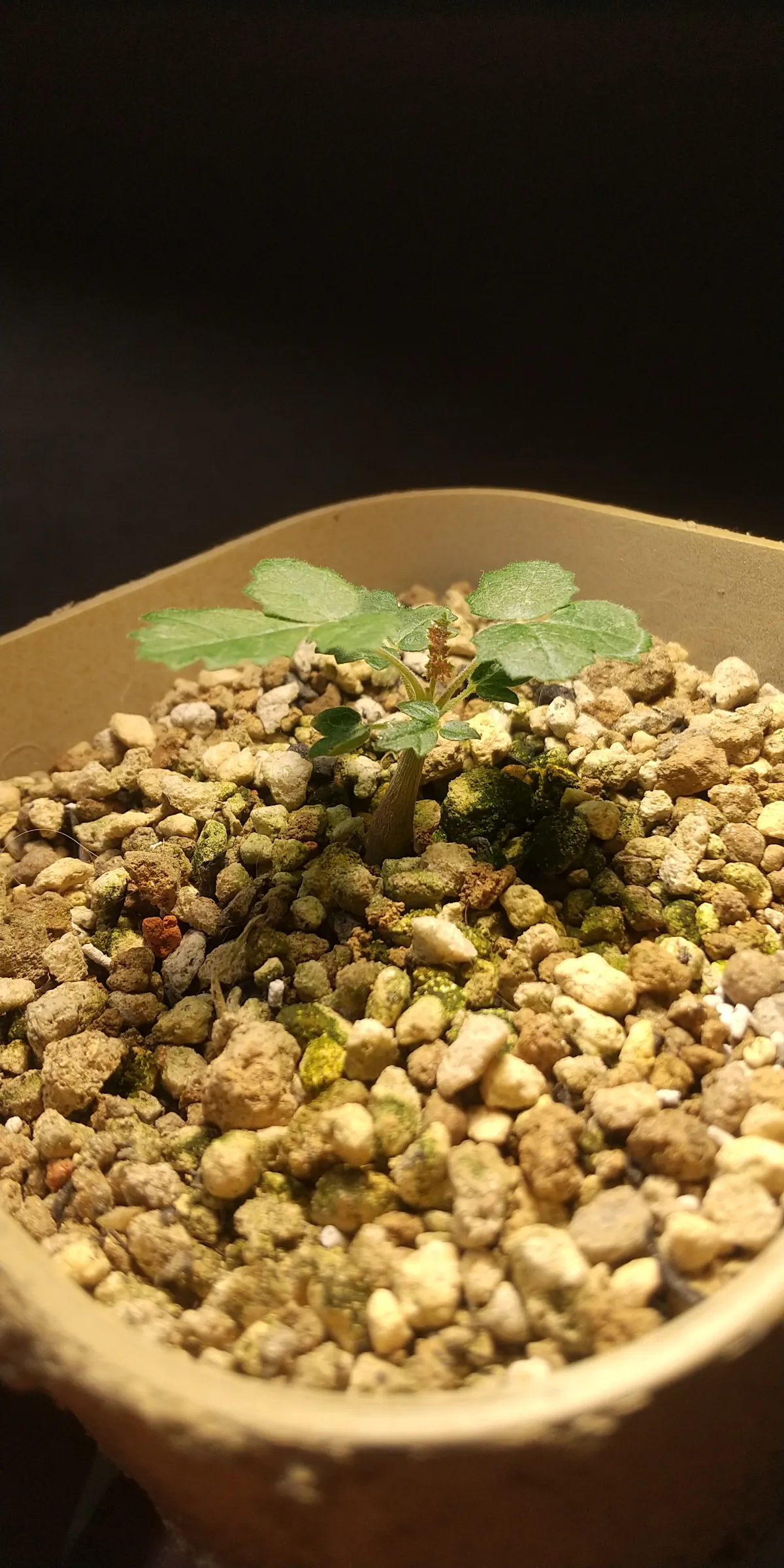 Boswellia sacra (ボスウェリア サクラ)