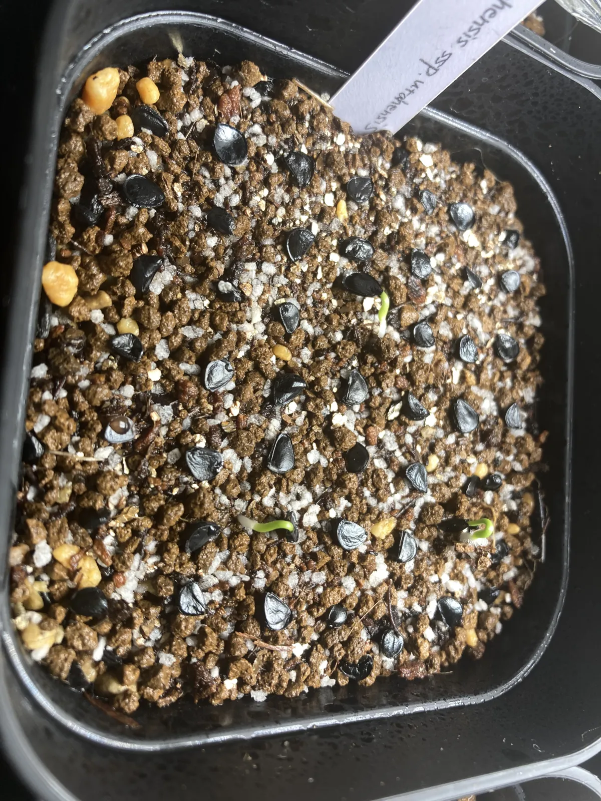 Agave utahensis ssp. utahensis (アガベ ユタエンシス)