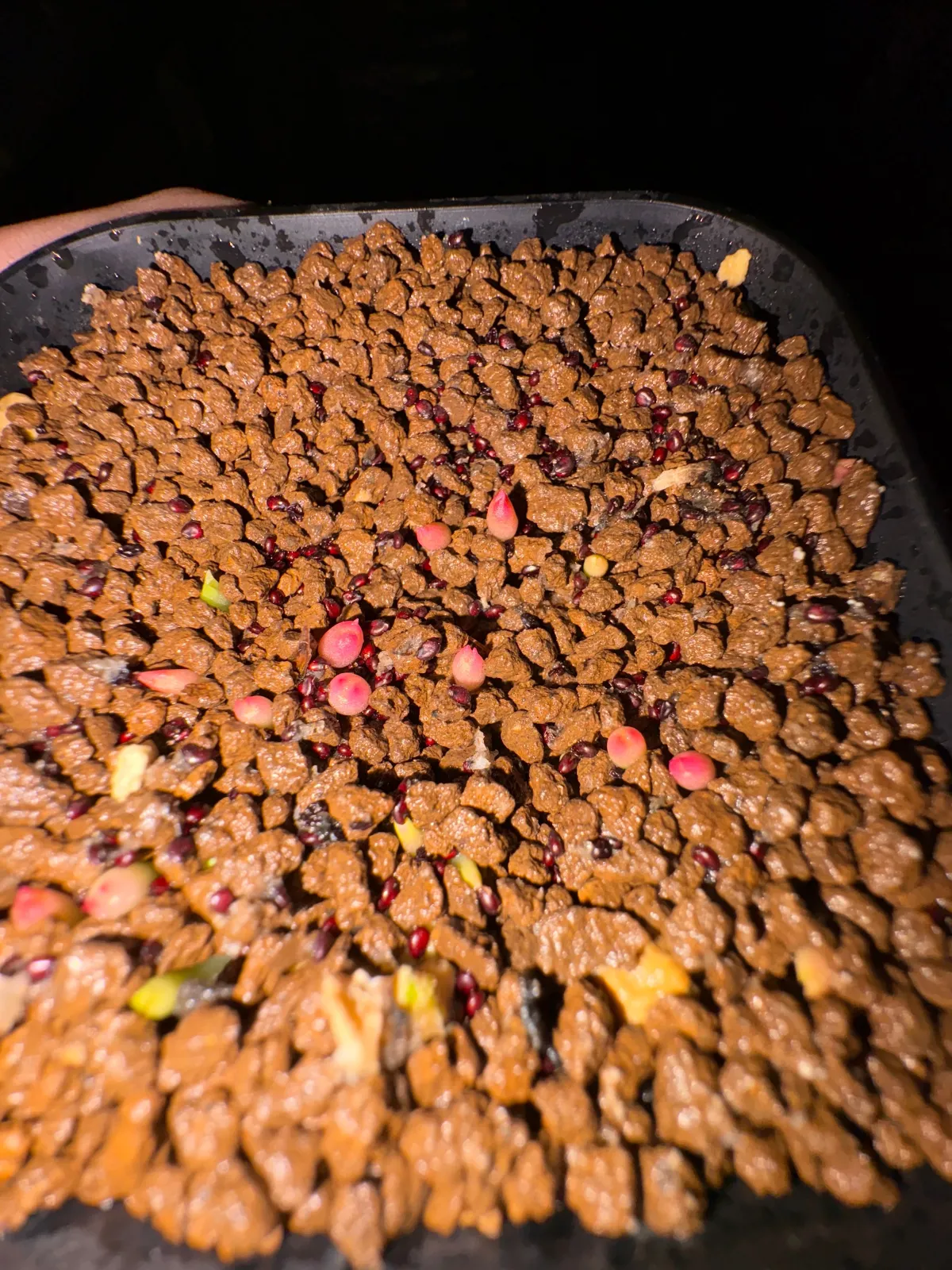 Echinocactus grusonii (エキノカクタス キンシャチ)