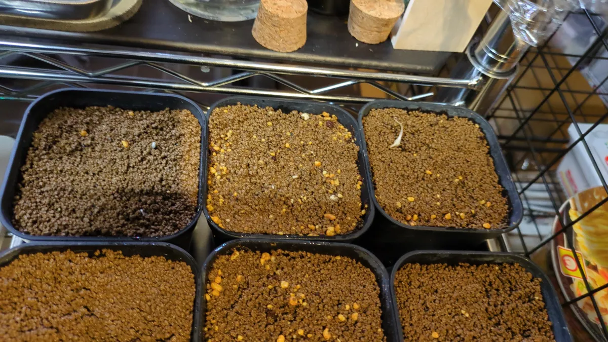 Dioscorea elephantipes (ディオスコレア エレファンティペス2023F)