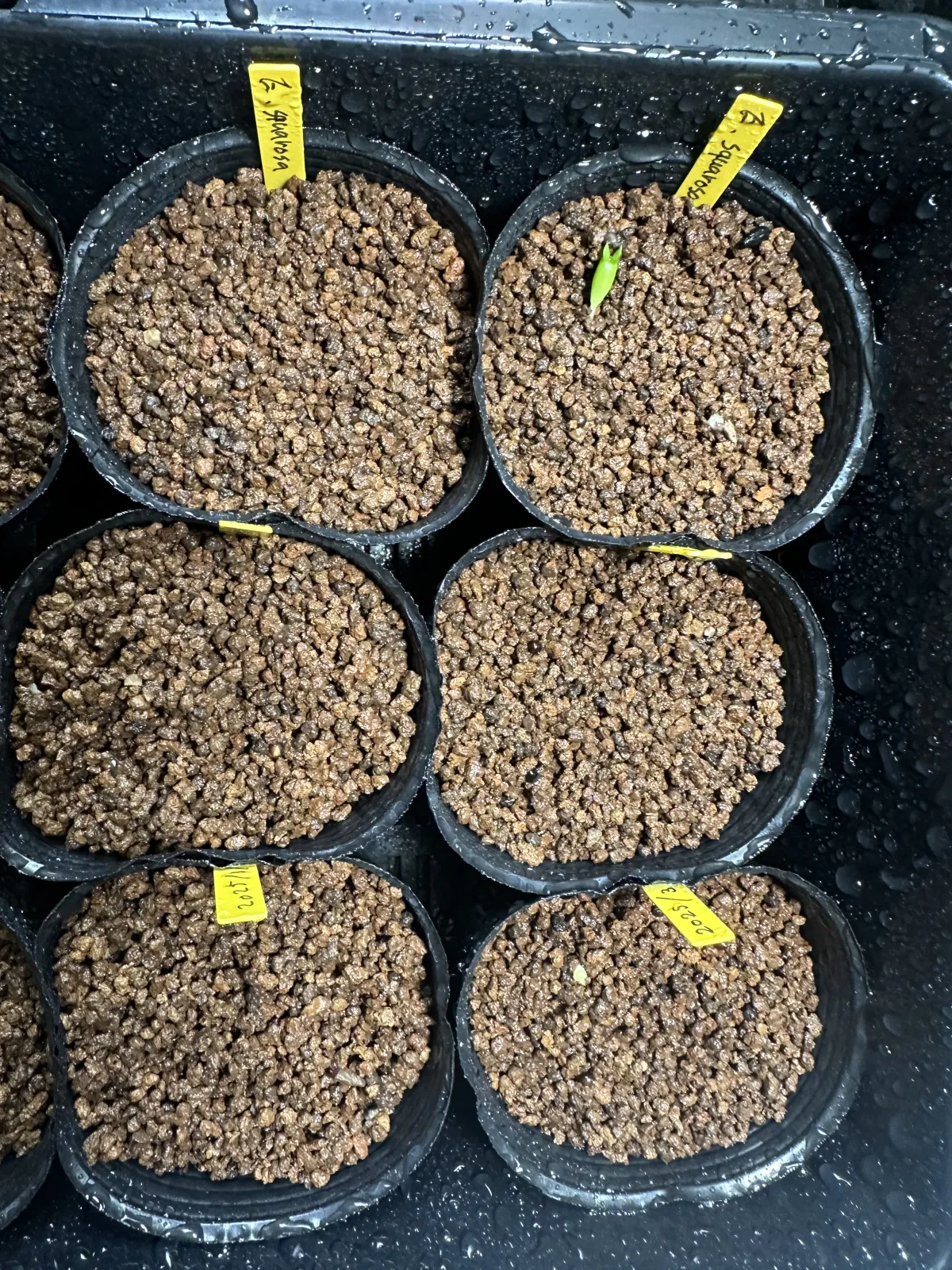 Euphorbia squarrosa (ユーフォルビア スクアローサ)