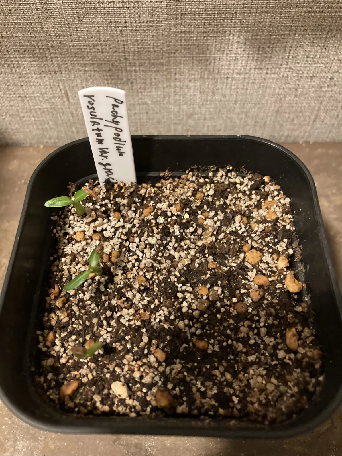 Pachypodium rosulatum var. gracilius (パキポディウム グラキリス)