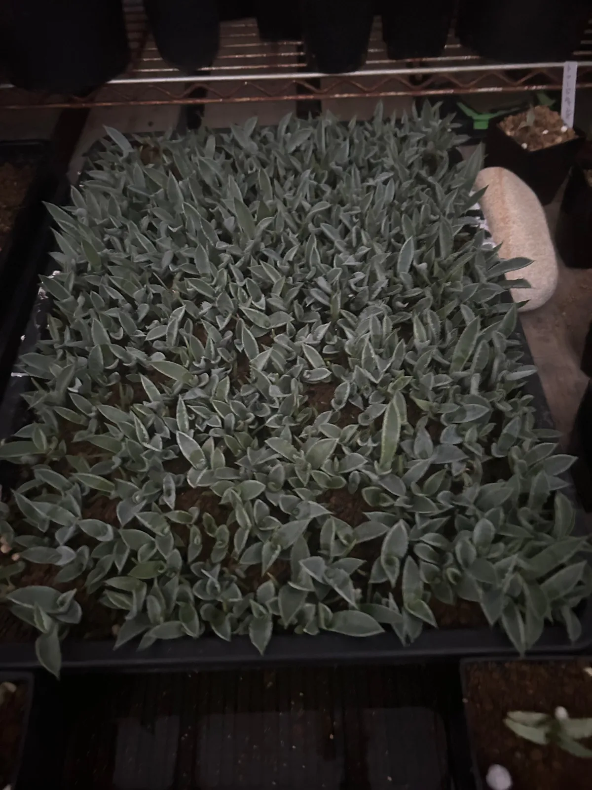 Agave temacapulinensis (アガベ テマカプリネンシス)