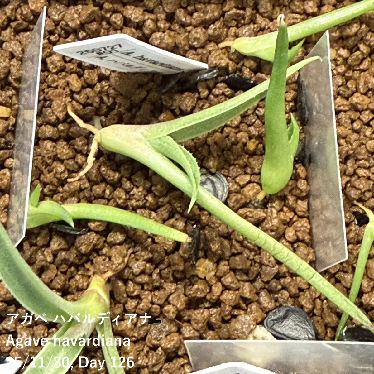 Agave havardiana (アガベ ハバルディアナ)