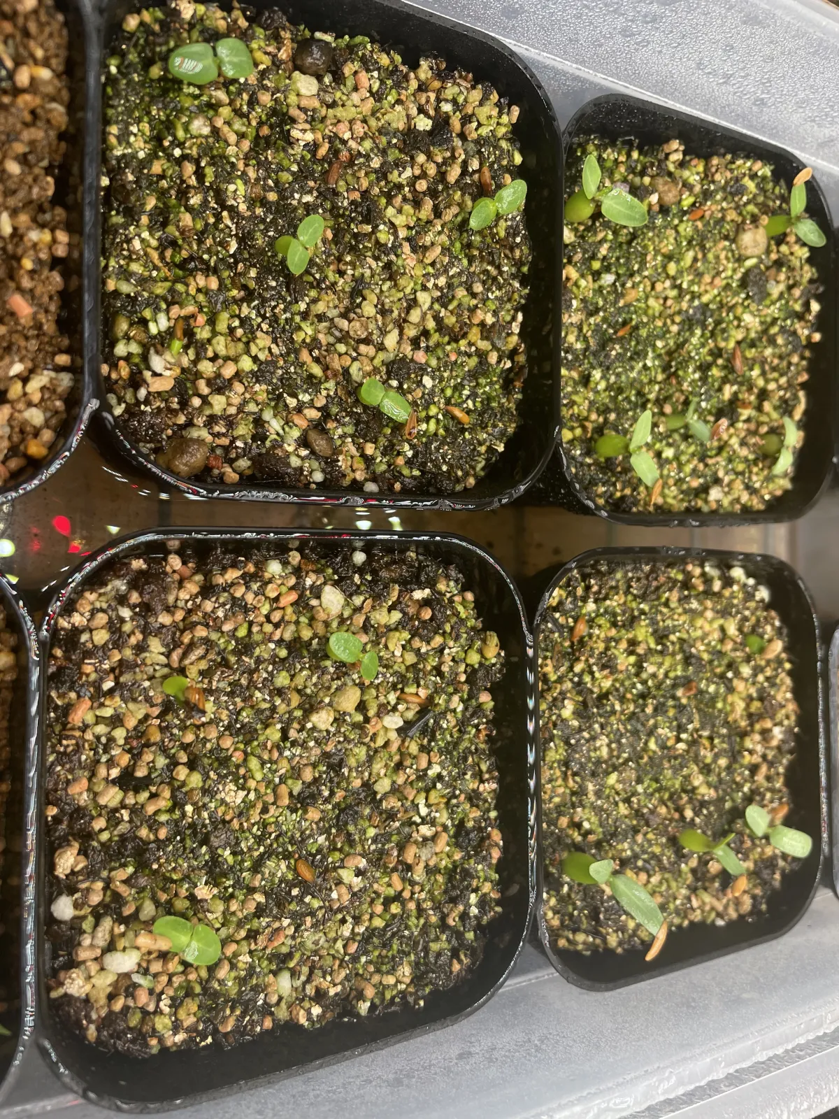 Pachypodium brevicaule subsp. leucoxanthum (パキポディウム レウコキサンツム)