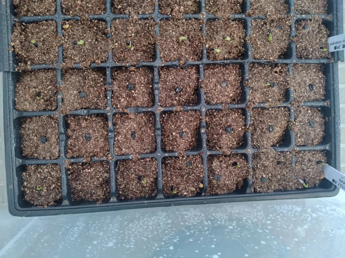 Agave guadalajarana (アガベ グアダラハラナ)