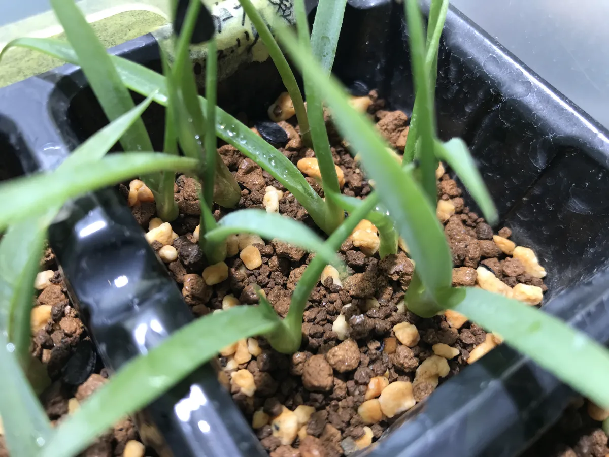 Agave potatorum Dwarf (アガベ ポタトラムドワーフ)