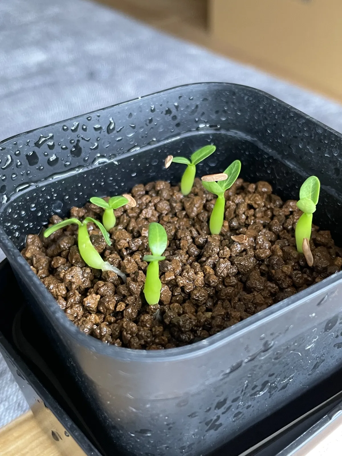 Pachypodium rosulatum var. gracilius (パキポディウム グラキリス)