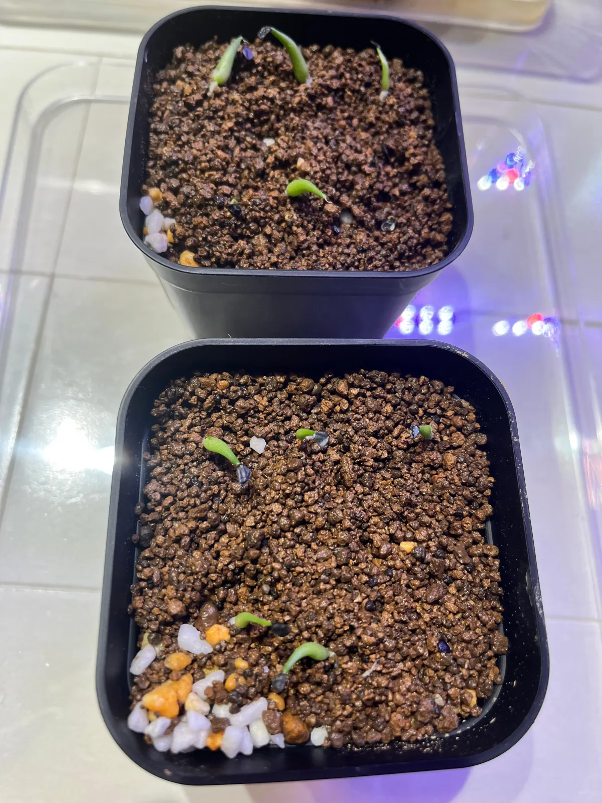 Agave victoriae-reginae (アガベ ビクトリアレジーナエ 笹の雪)