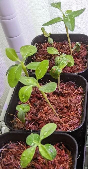 Fouquieria formosa (フォークイエリア フォルモサ)