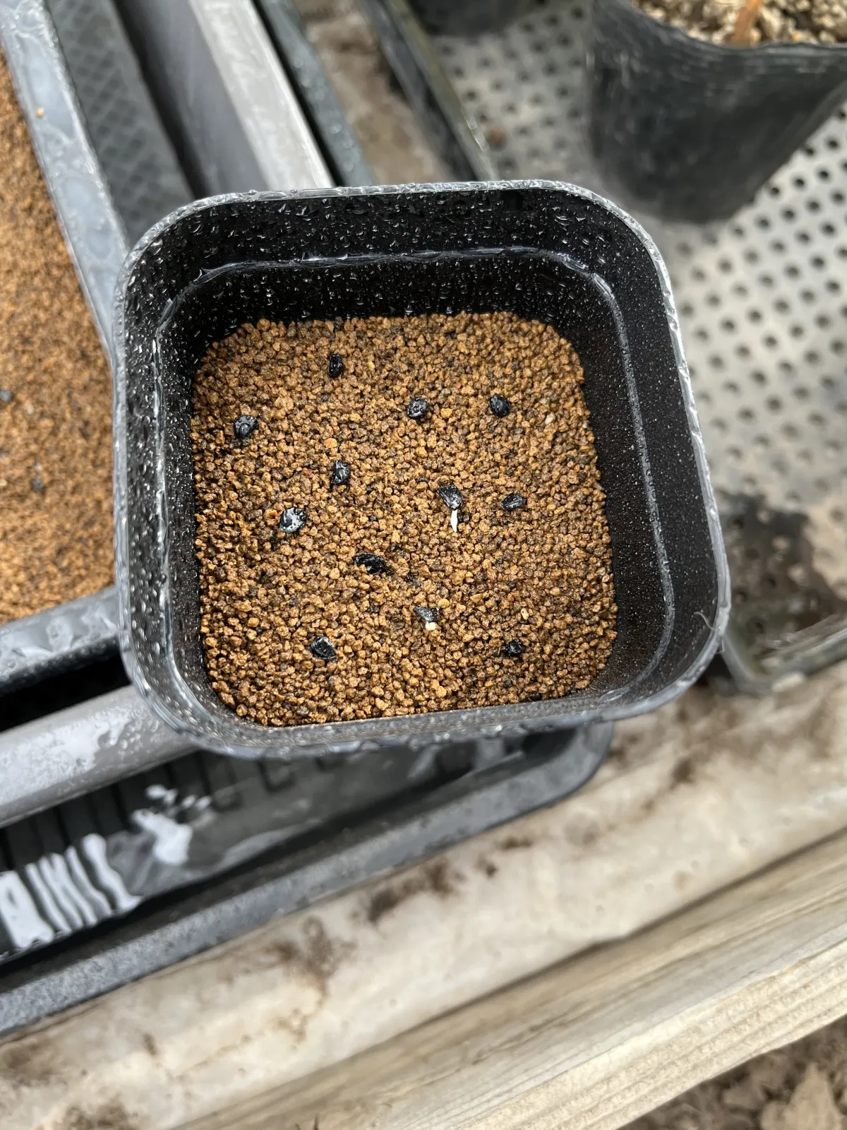 Agave utahensis ssp. utahensis 'Compacta' (アガベ ユタエンシスコンパクタ)