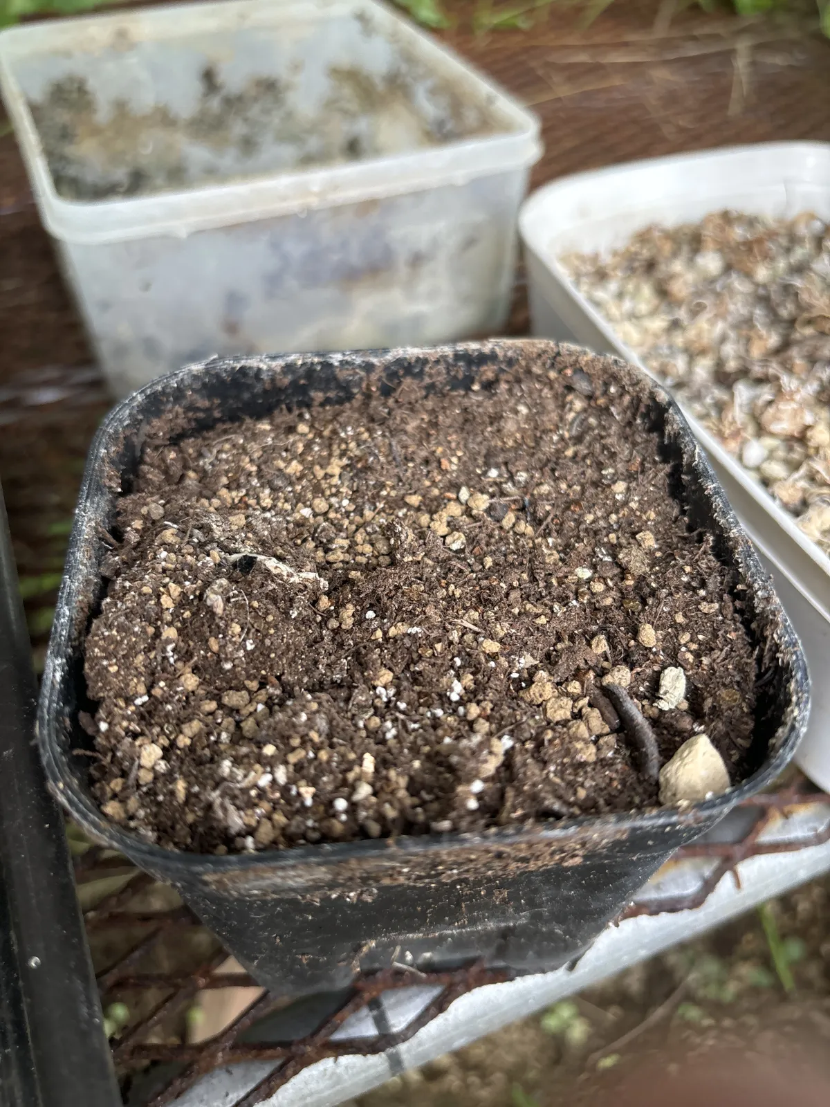 Aloe ramosissima (アロエ ラモシシマ)