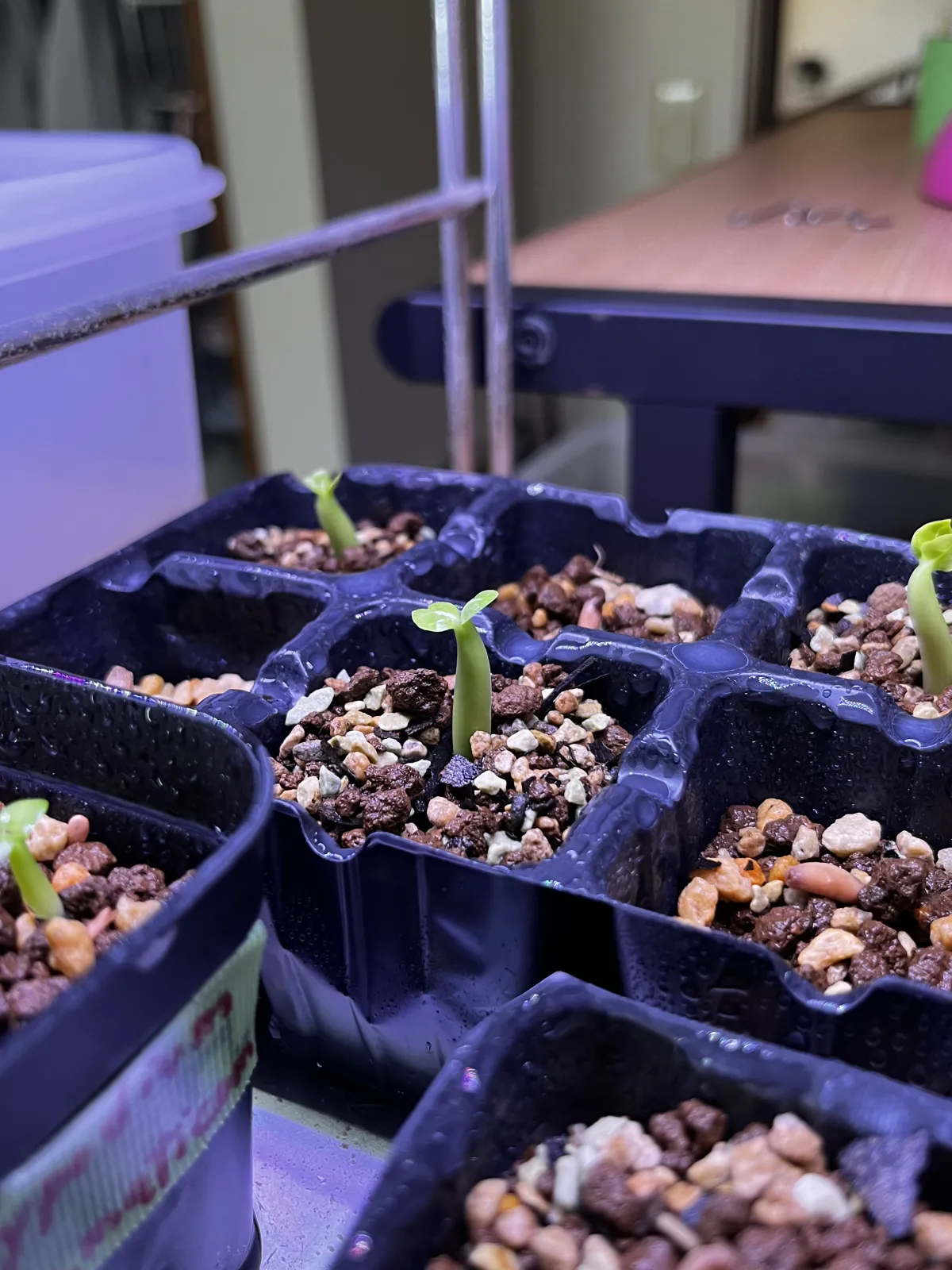 Adenium arabicum Black Giant (アデニウム アラビカム ブラックジャイアント)