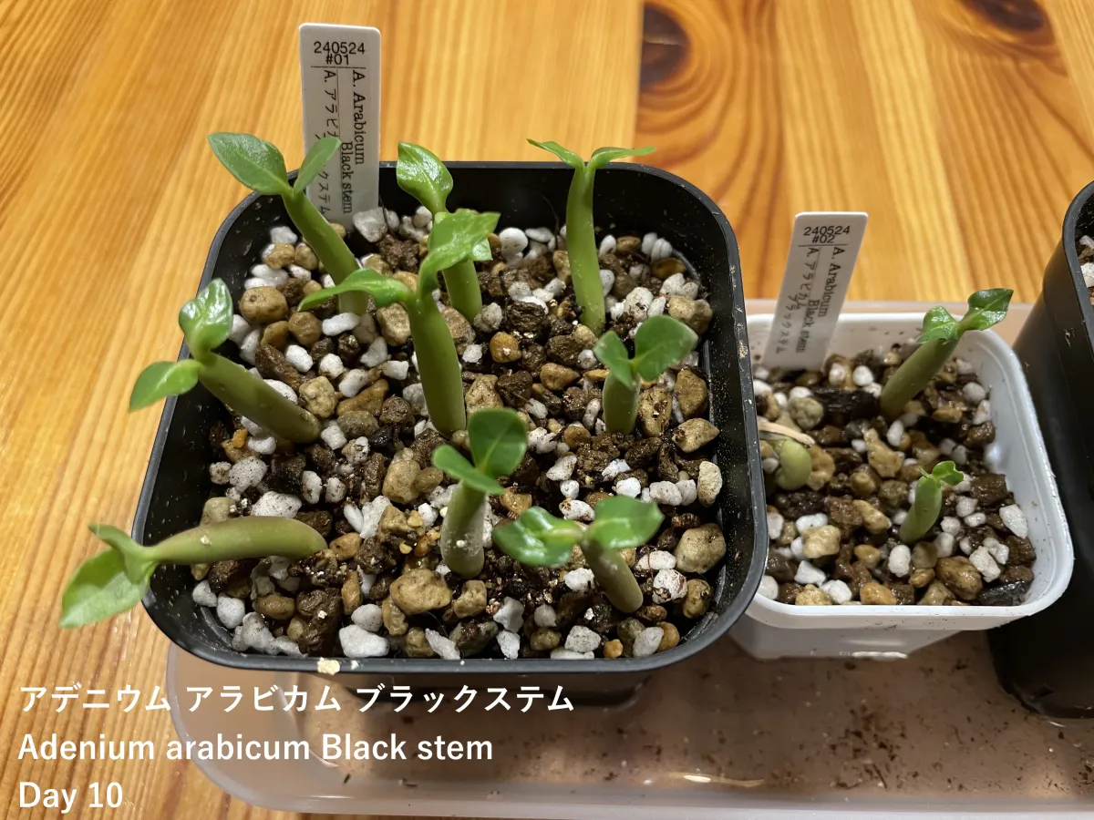 Adenium arabicum Black Stem (アデニウム アラビカム ブラックステム)