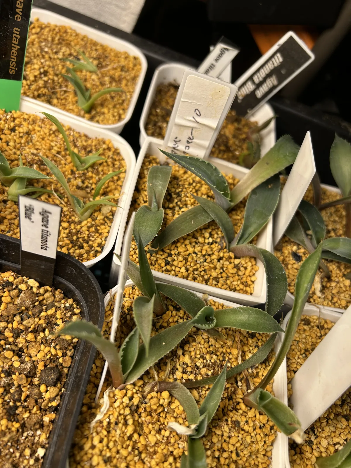 Agave wocomahi (アガベ ワコマヒー)