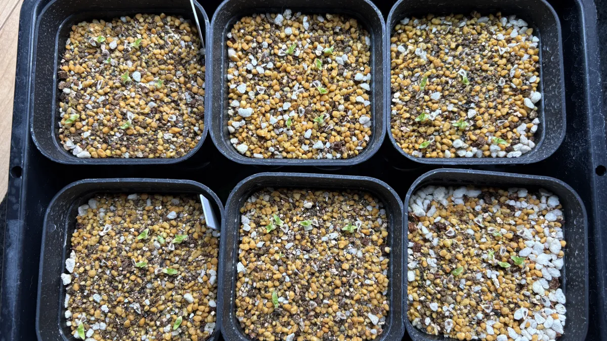 Puya raimondii (プヤ レイモンディ)