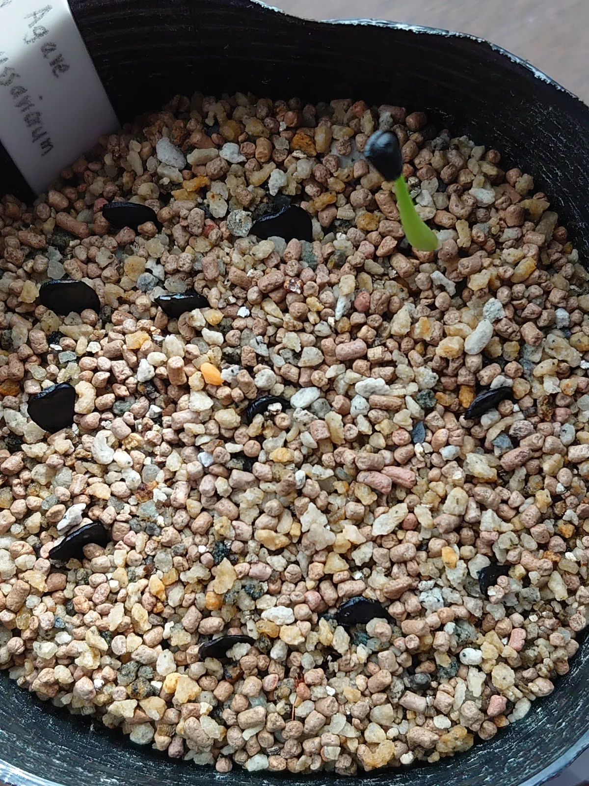 Agave nussaviorum (アガベ ナサビオラム)