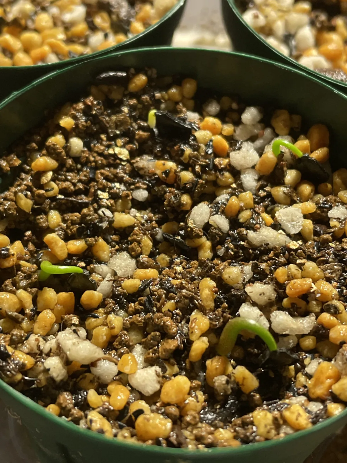 Agave guadalajarana (アガベ グアダラハラナ)