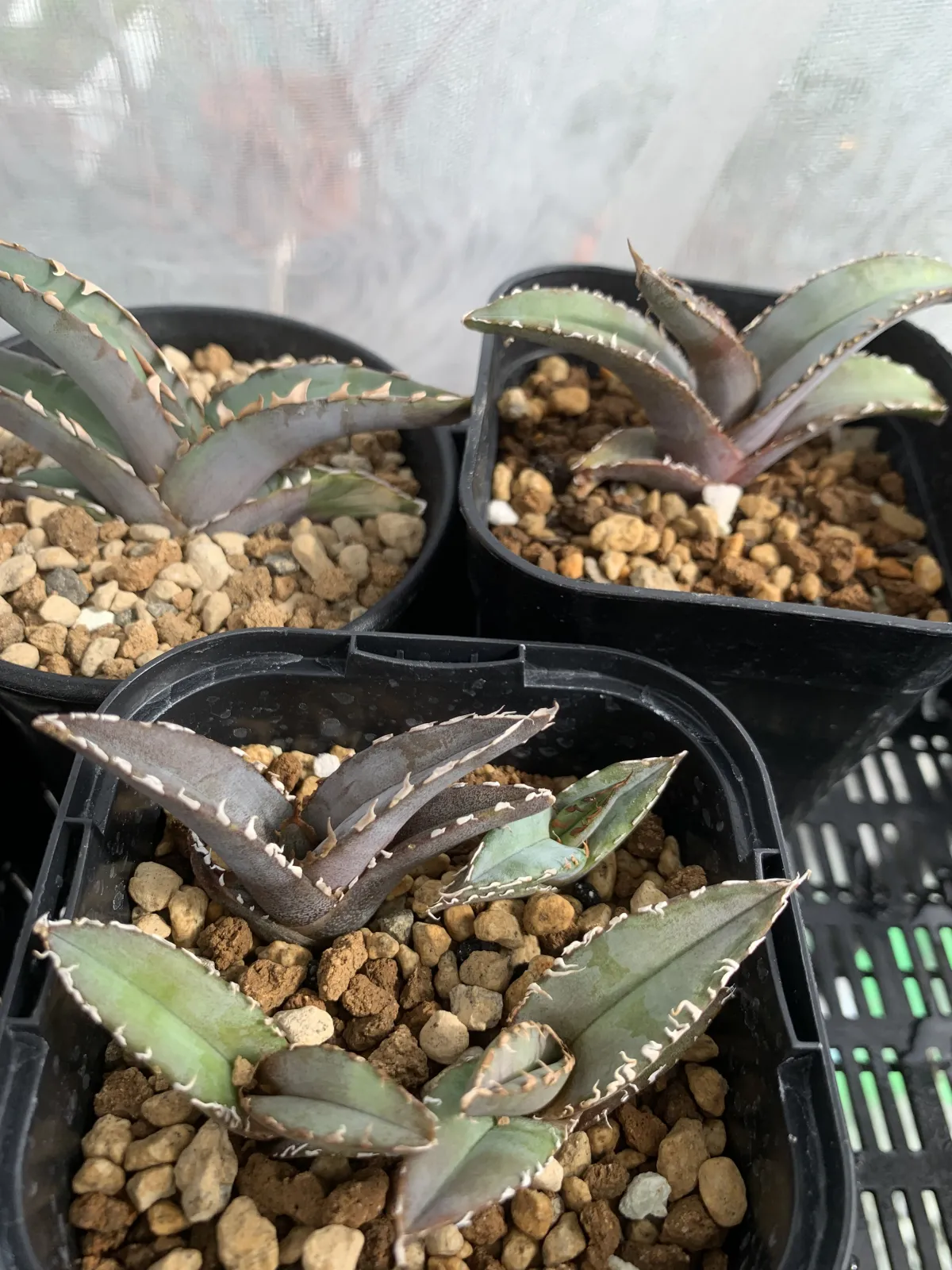 Agave stricta rubra (アガベ ストリクタ ルブラ)