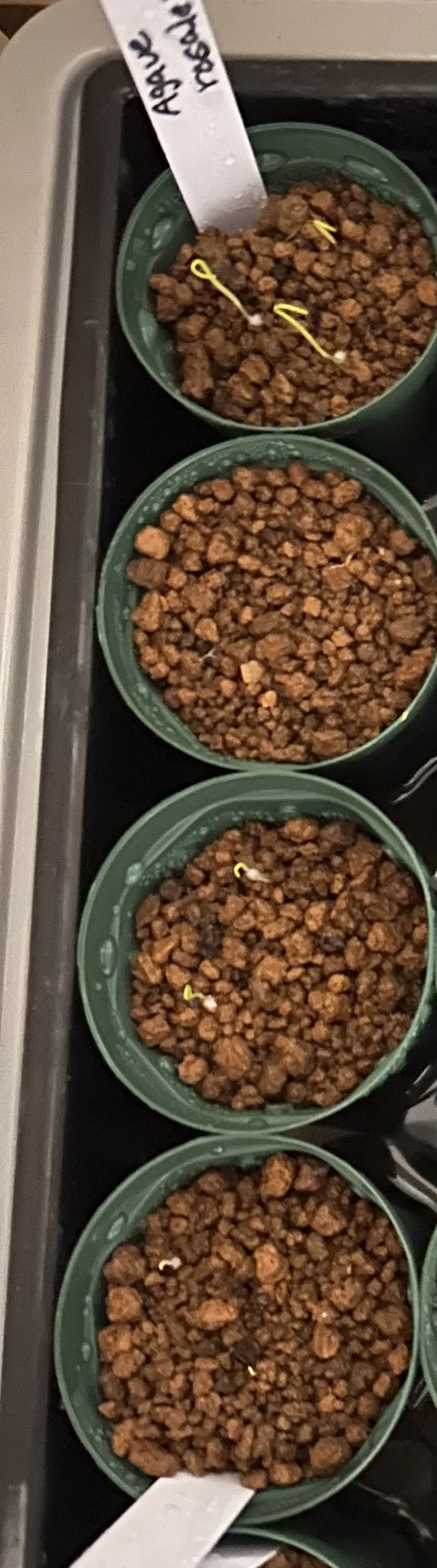 Agave rosalesii (アガベ ロザレシー)