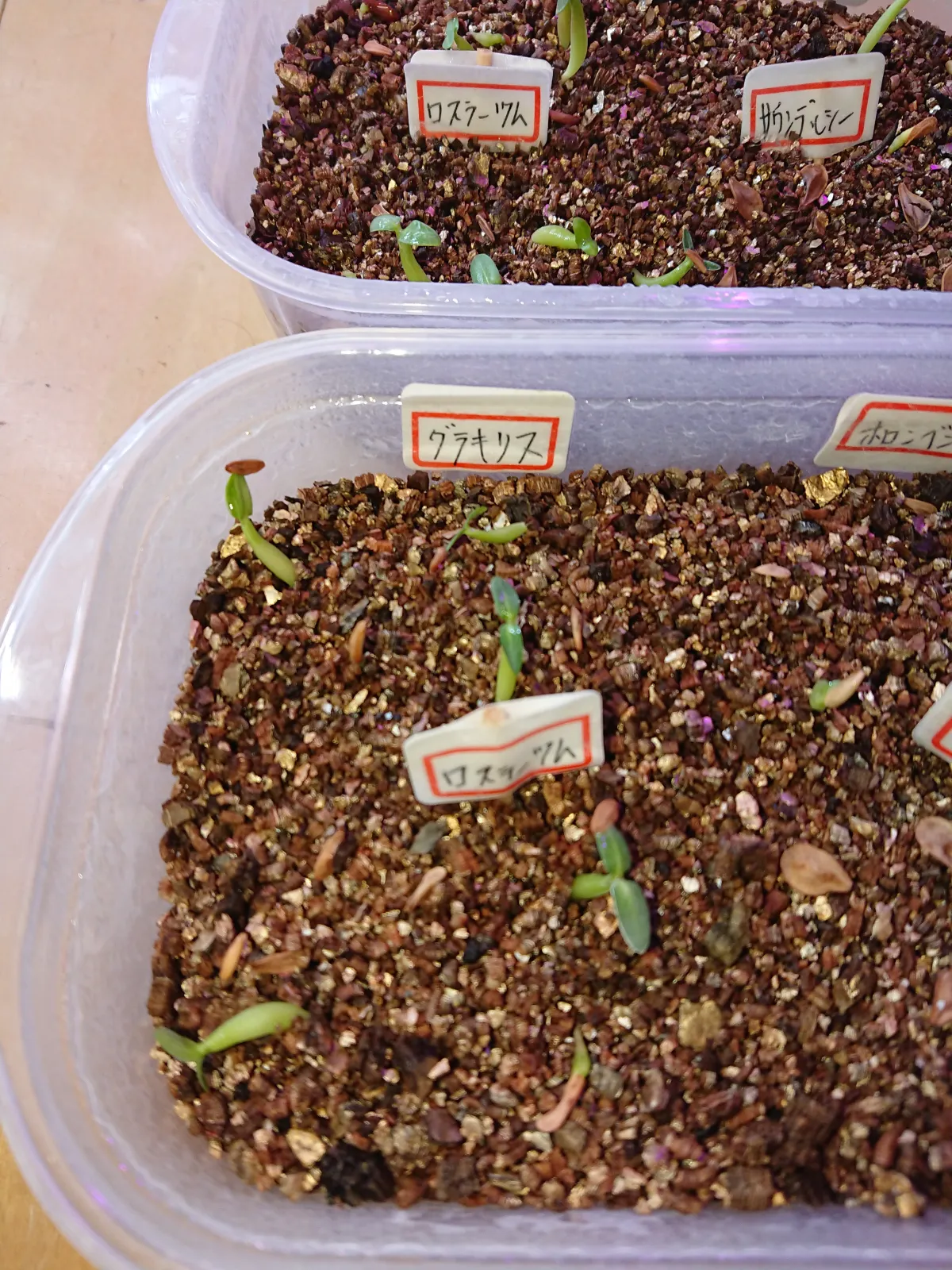 Pachypodium rosulatum (パキポディウム ロスラーツム)