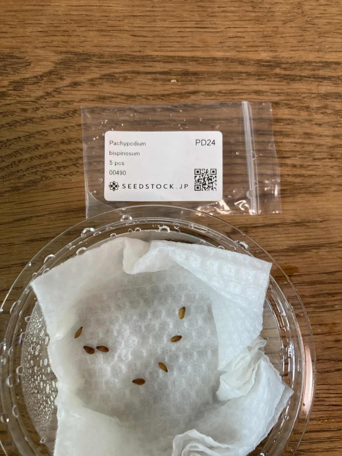 Pachypodium bispinosum (パキポディウム ビスピノーサム)