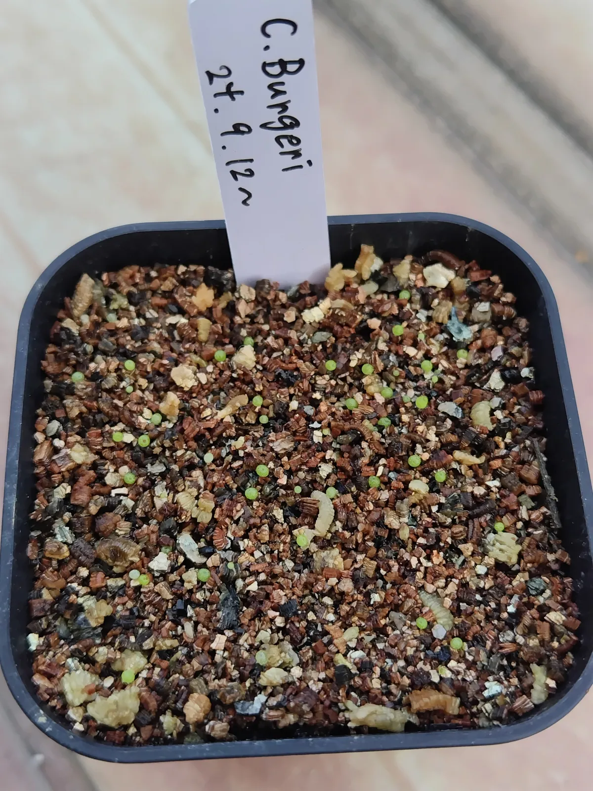 Conophytum burgeri (コノフィツム ブルゲリ)