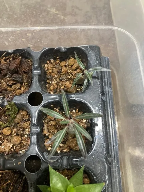 Pachypodium rosulatum var. gracilius (パキポディウム グラキリス)