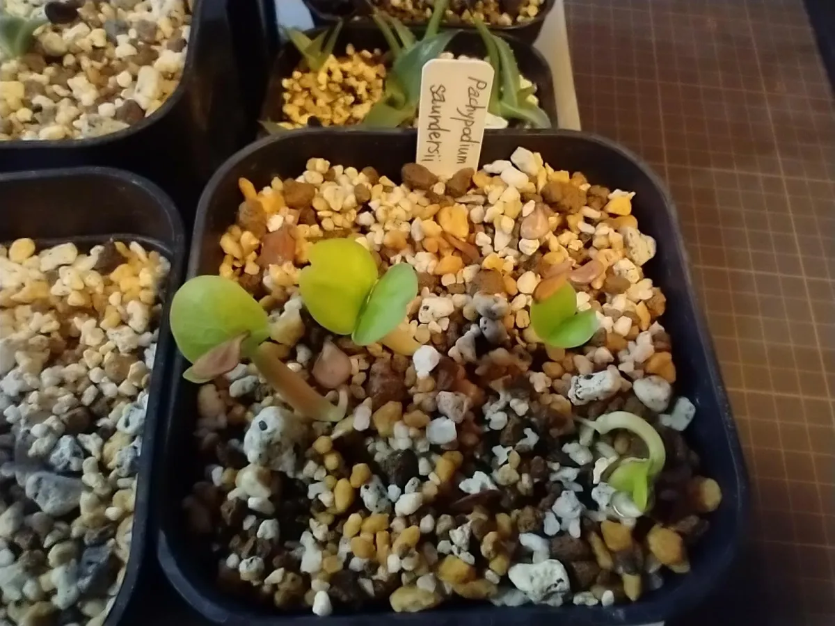 Pachypodium saundersii (パキポディウム サンデルシー 白馬城)