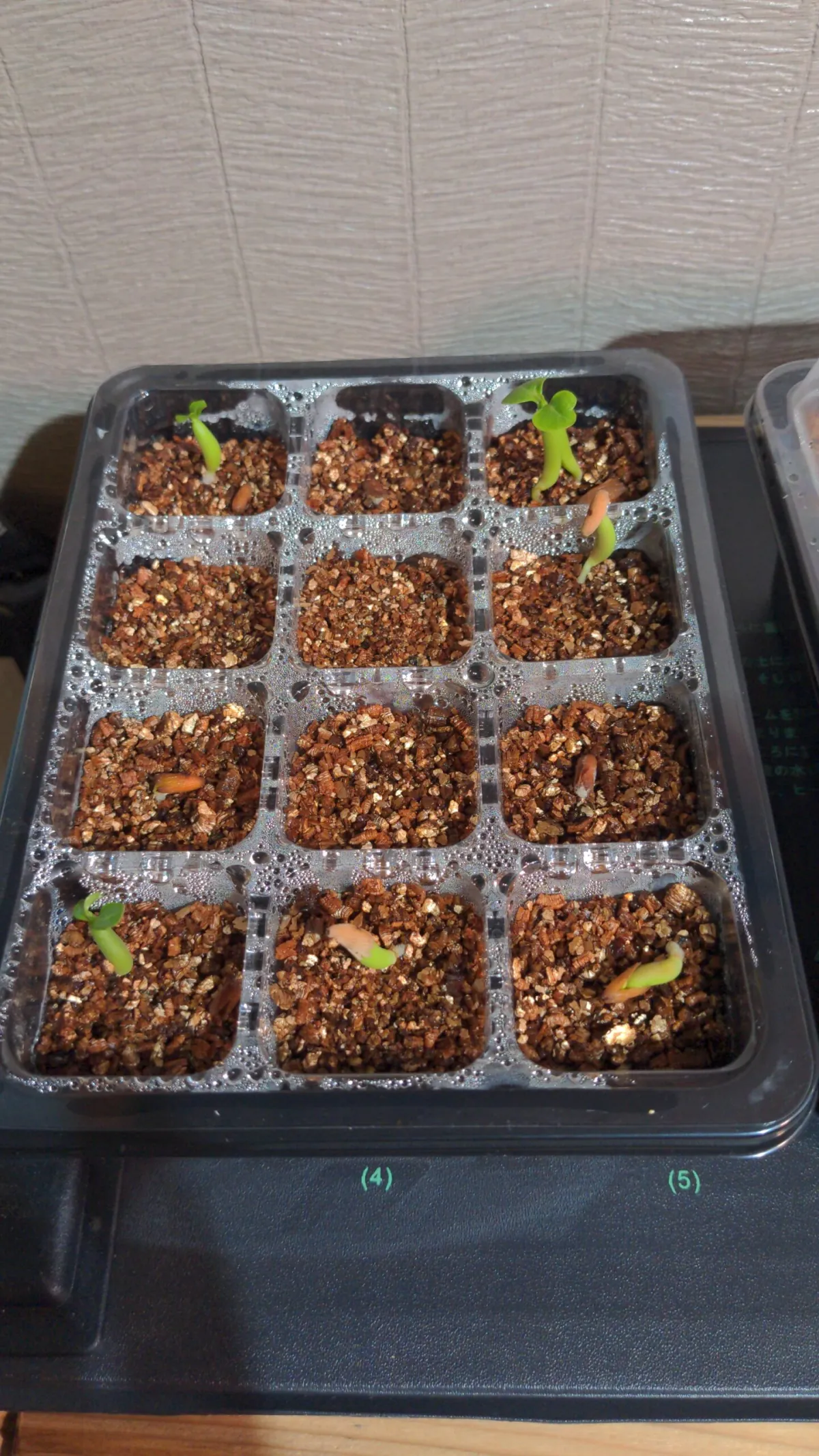 Adenium arabicum Rashiny (アデニウム アラビカム ラシニー)