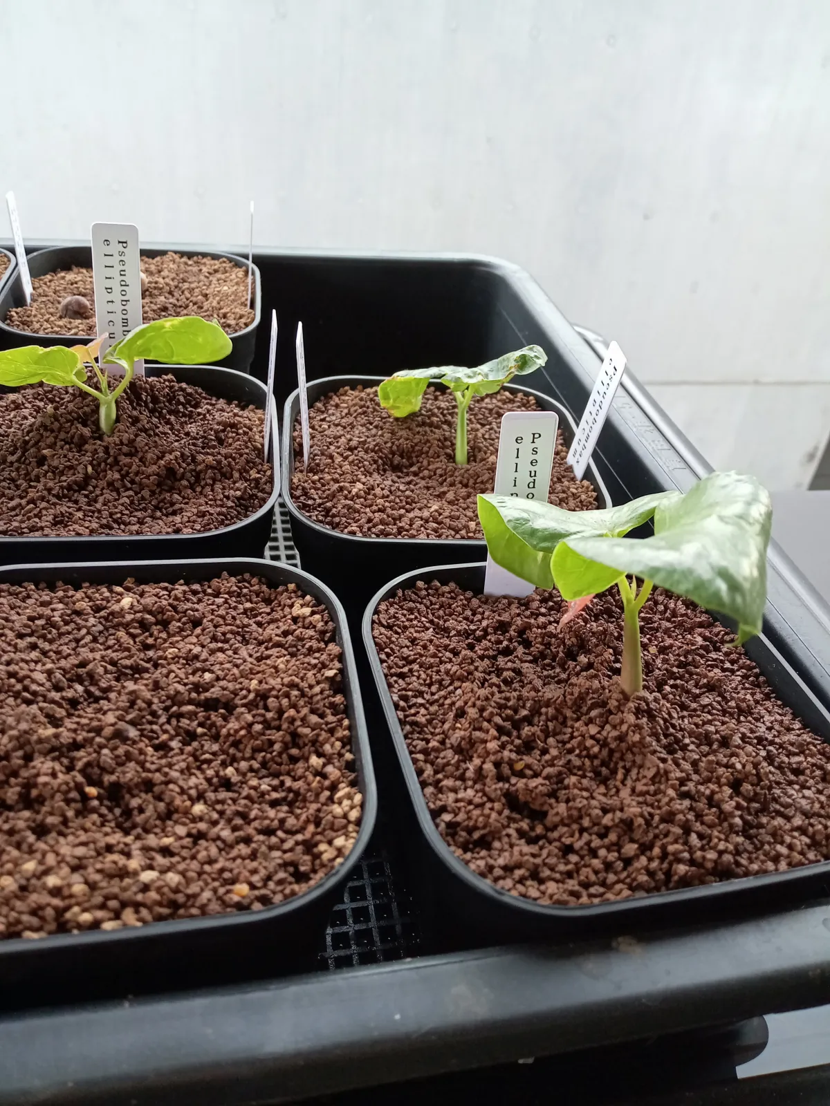 Pseudobombax ellipticum 'Alba' (セウドボンバックス エリプティカム アルバム)