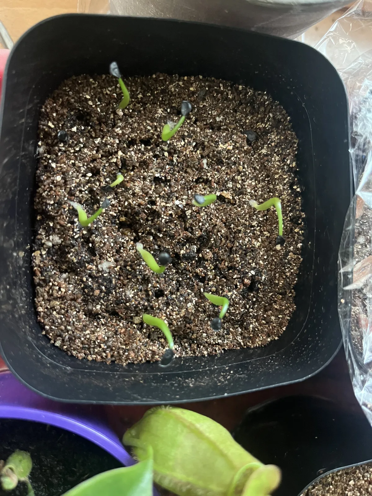 Agave quiotepecensis (アガベ クイオテペセンシス)