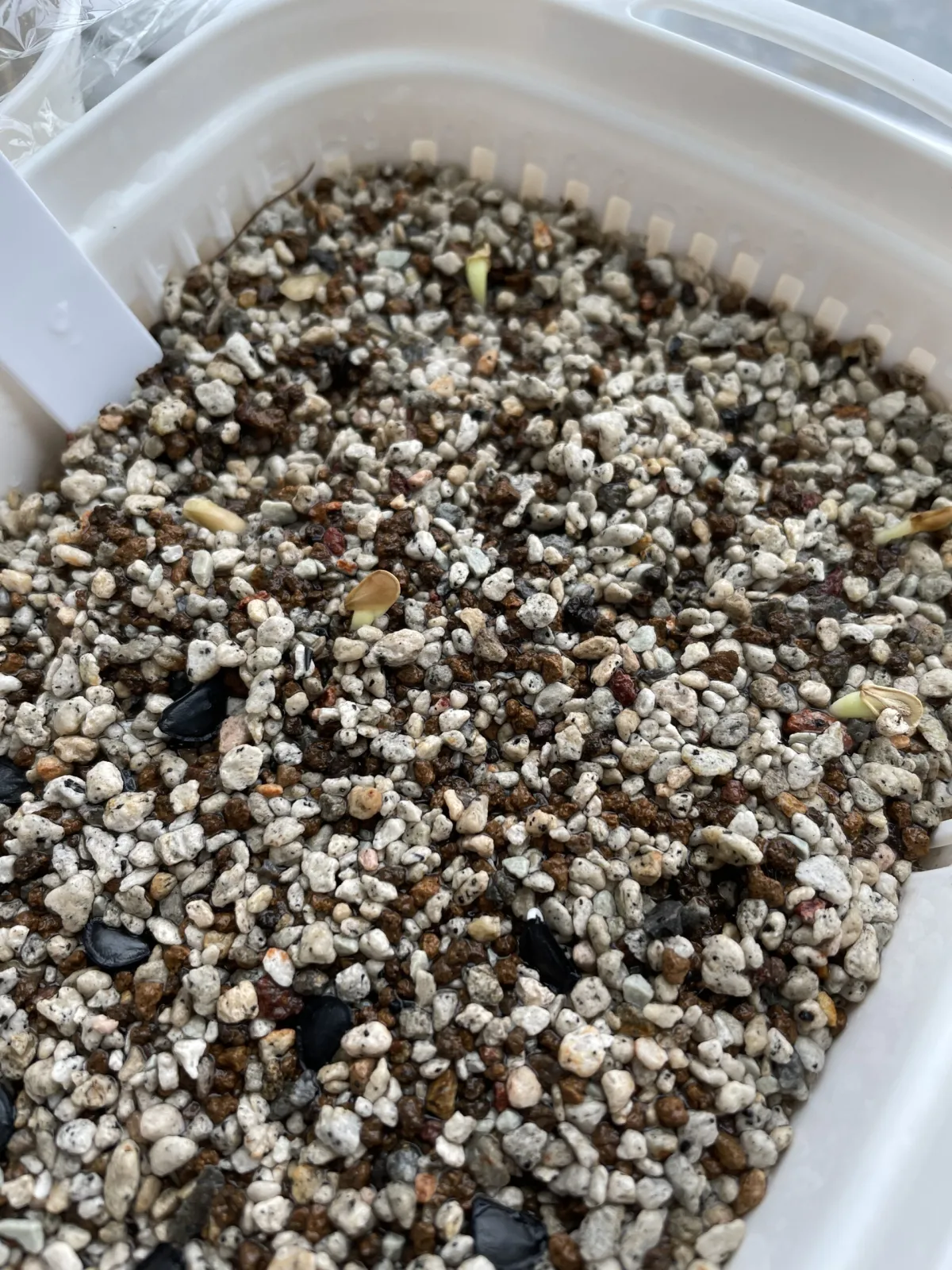 Fockea edulis (フォッケア 火星人)