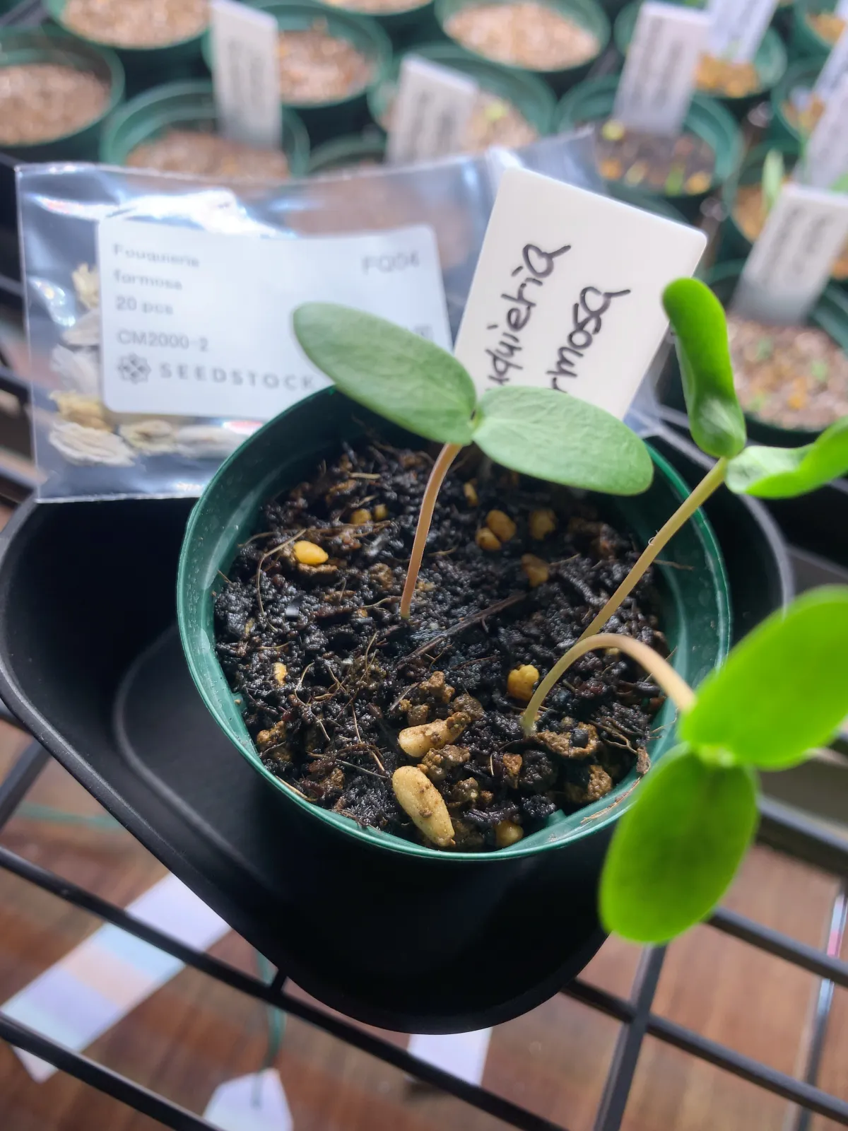 Fouquieria formosa (フォークイエリア フォルモサ)