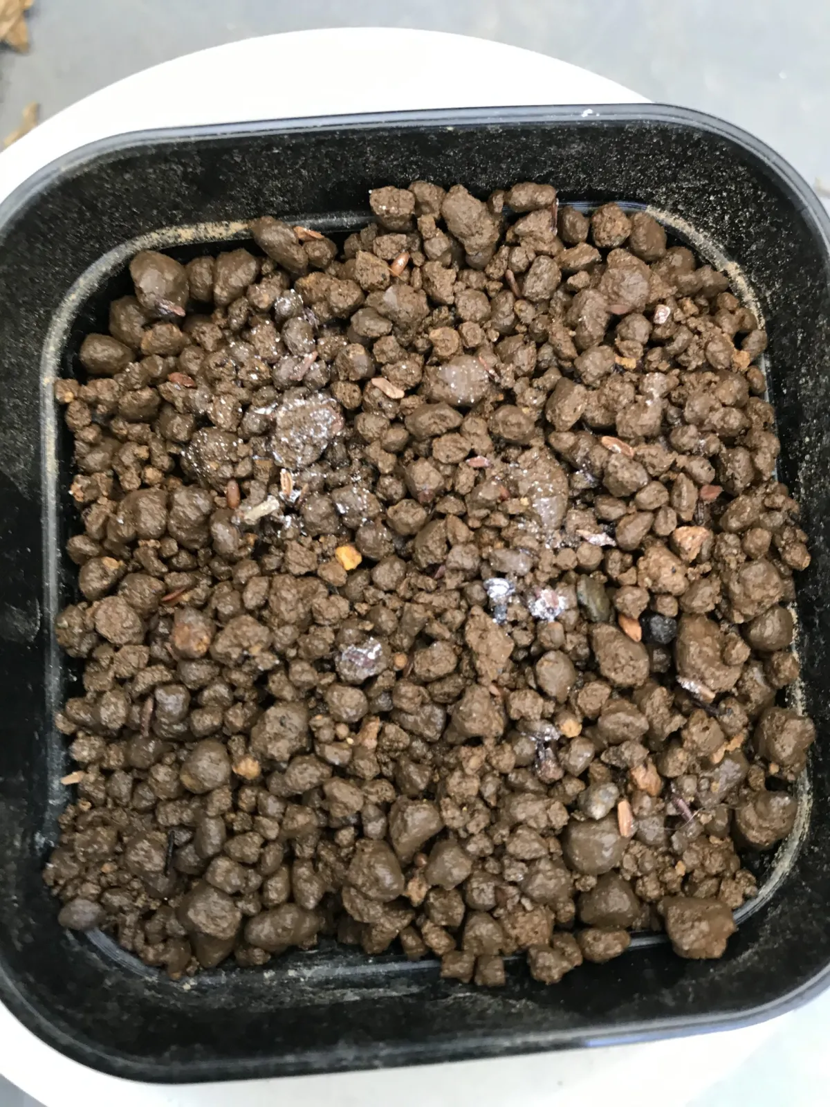 [モニター種子] パキポディウム ブレビカウレ Pachypodium brevicaule ssp. brevicaule