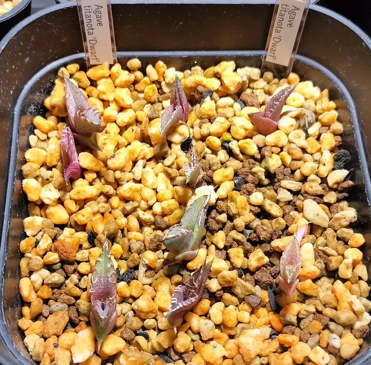 Agave titanota (アガベ チタノタ ドワーフ)