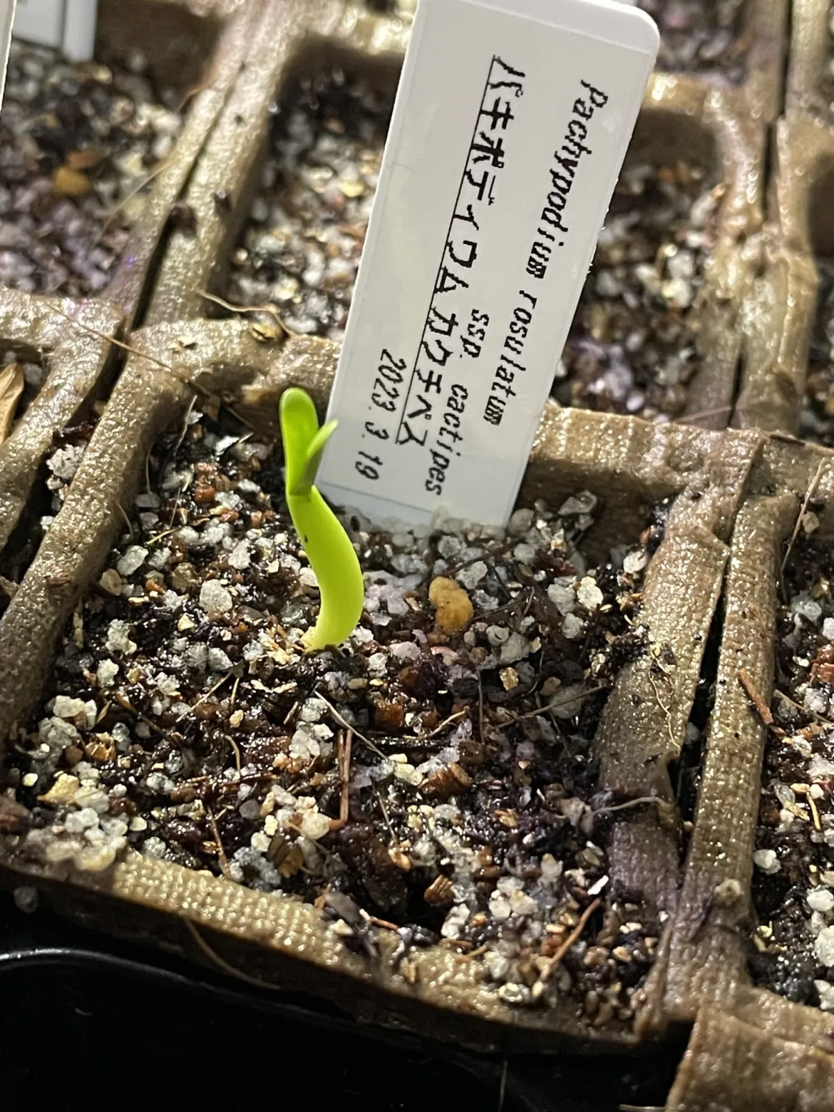 Pachypodium rosulatum ssp. cactipes (パキポディウム カクチペス)