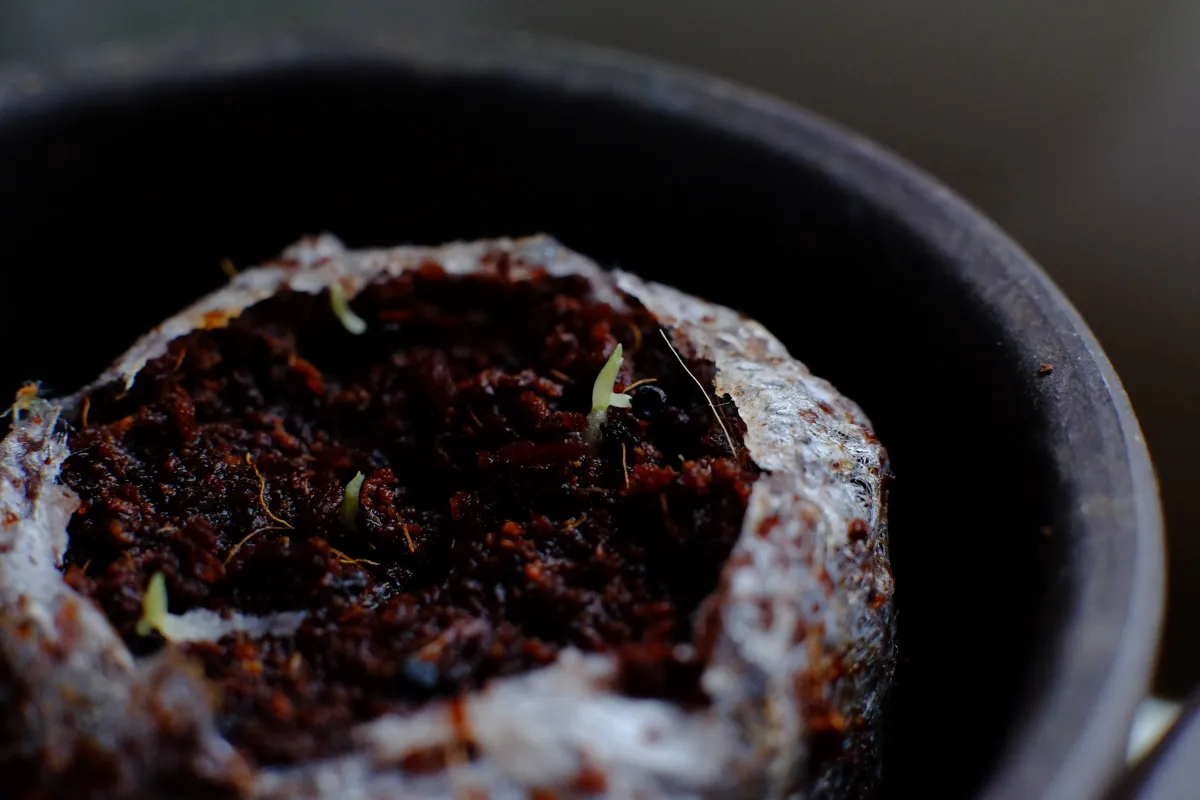 Chlorophytum orchidastrum 'Princess Mabel' (クロロフィツム プリンセス メイブル)