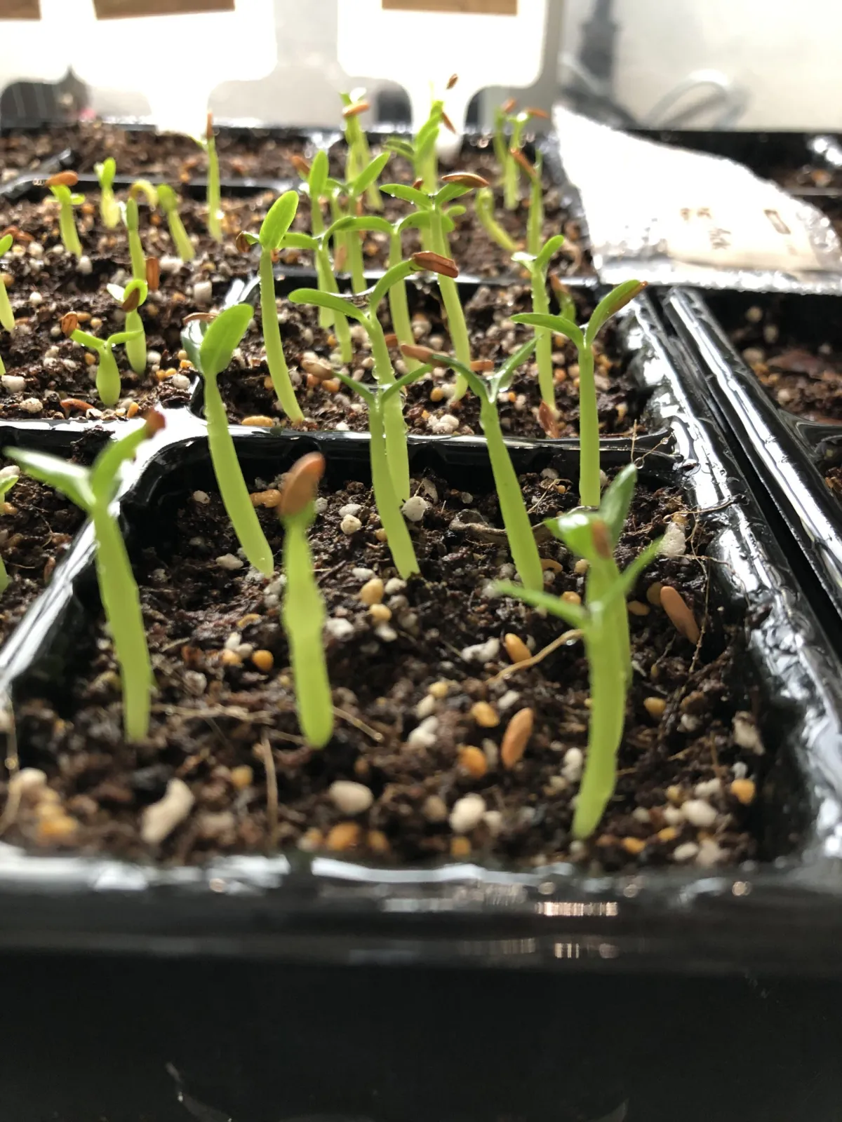 Pachypodium rosulatum ssp. cactipes (パキポディウム カクチペス)