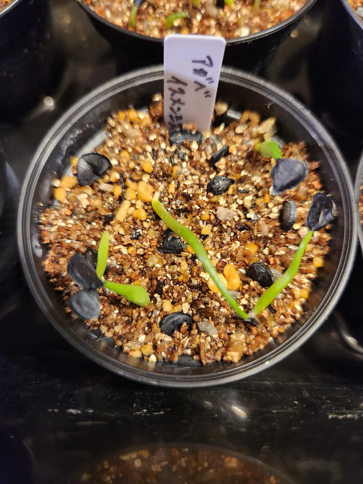 Agave isthmensis (アガベ イシスメンシス)