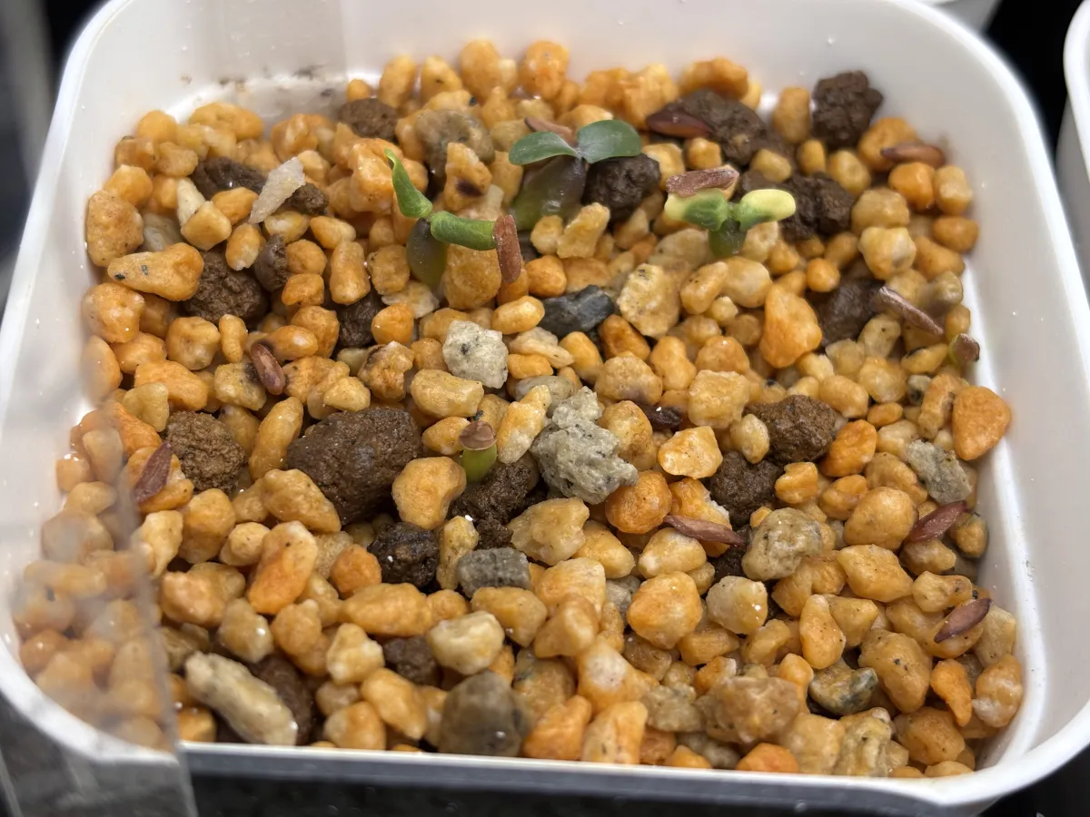 Pachypodium horombense (パキポディウム ホロンベンセ)