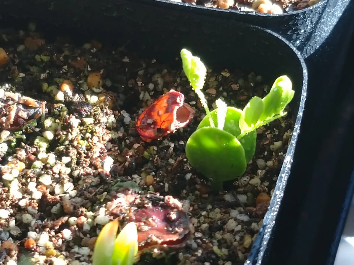 Acacia Acacia burkei (アカシア ブルケイ)