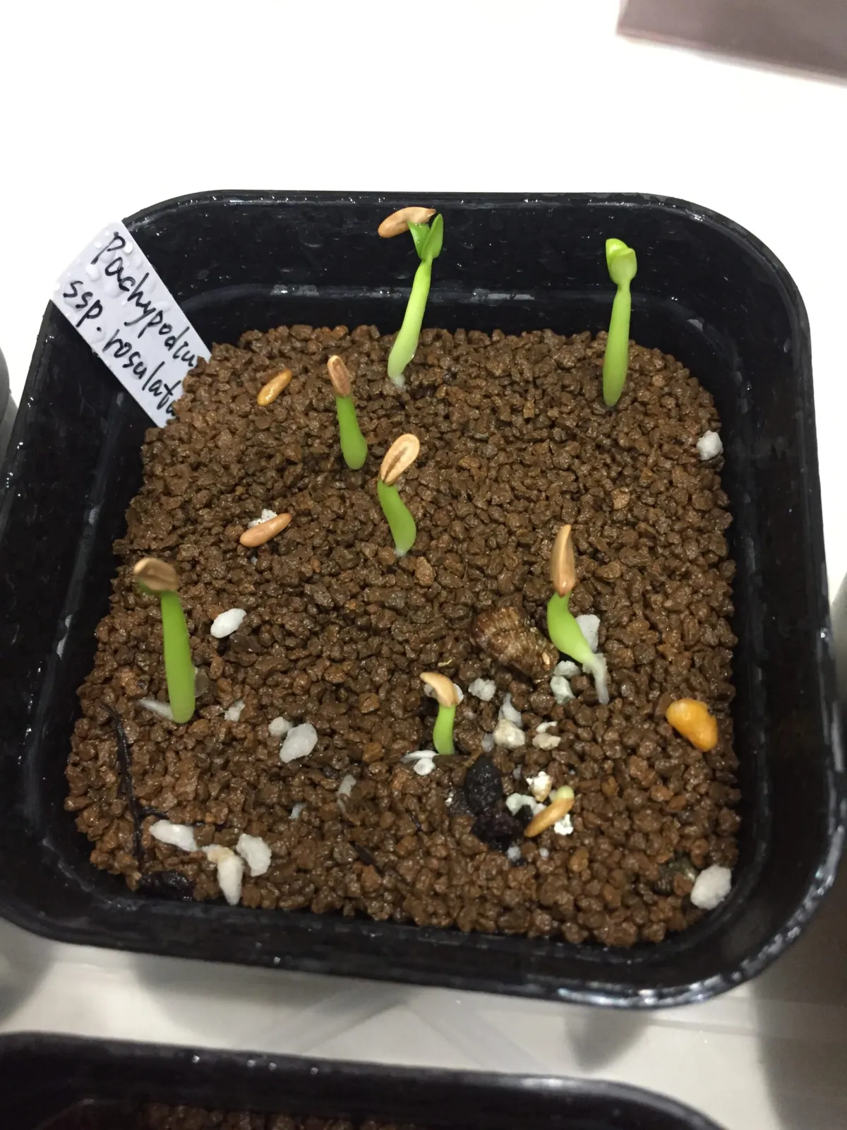 Pachypodium rosulatum ssp. rosulatum (パキポディウム ロスラーツム)