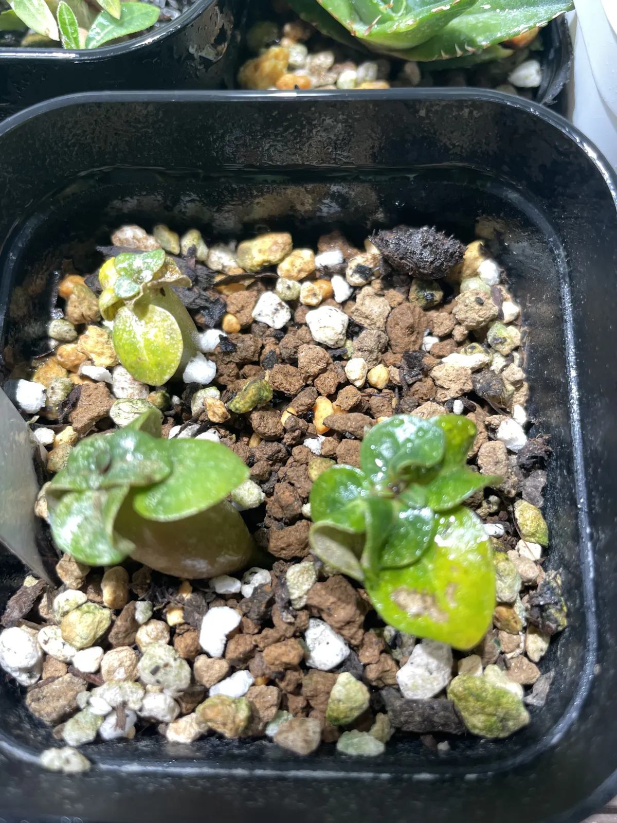 Adenium obesum thai socotranum DHA (アデニウム タイソコ DHA)