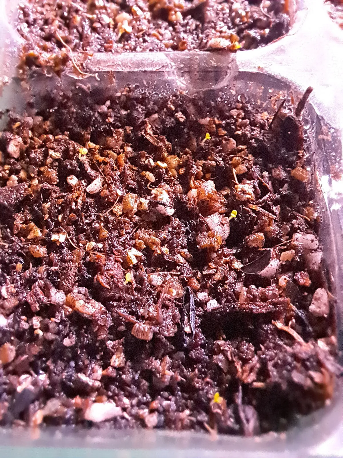 Echeveria quitensis (エケベリア クイテンシス)